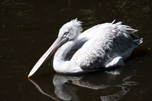 Beautiufl close-up photo of cute white pelican