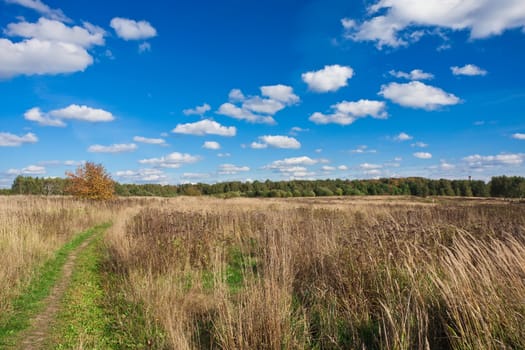 Nice landscape with autumn meadow under blue sky