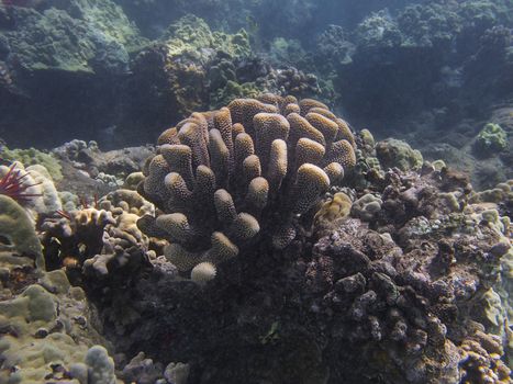 Hard coral in the pacific ocean