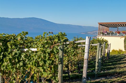 Vineyard at Gray Monk with Okanagan Lake in the background