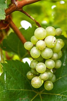 Grape on the Vine at Gray  Monk Vineyard