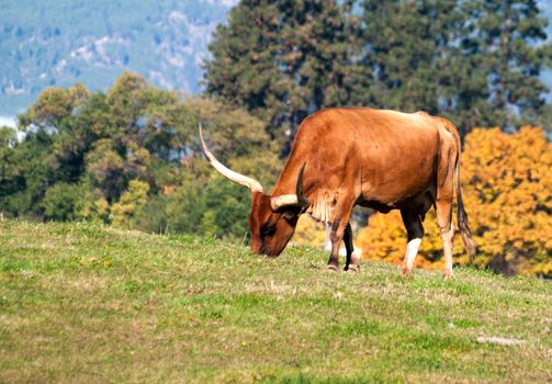 Longhorn Cattle grazing on the hillside near Kelowna