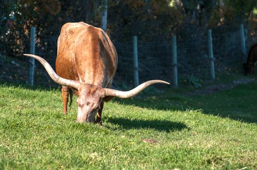 Longhorn Cattle grazing on the hillside near Kelowna