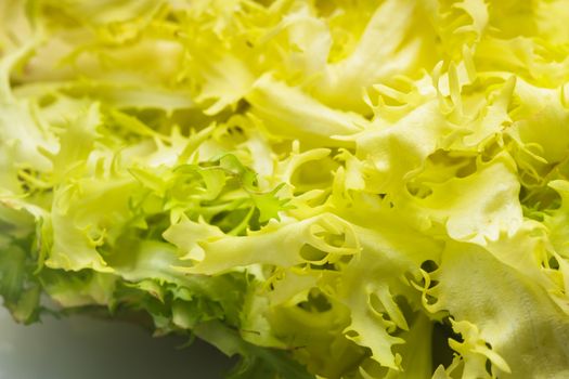 Salad frise close up on the table