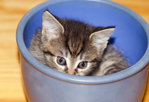 Kitten - detail of the domestic cat