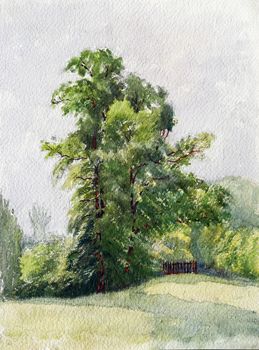 Tree - watercolors on paper, 29x21 cm