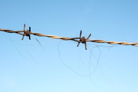 Closeup of delicate horse hair trapped in rough barbed wire, against a blue sky