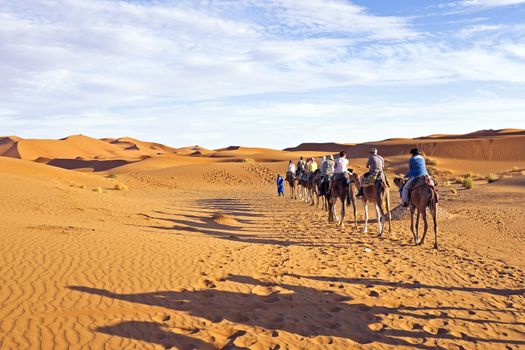 Camel caravan going through the sand dunes in the Sahara Desert, Morocco.