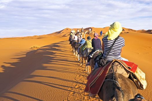 Camel caravan going through the sand dunes in the Sahara Desert, Morocco.