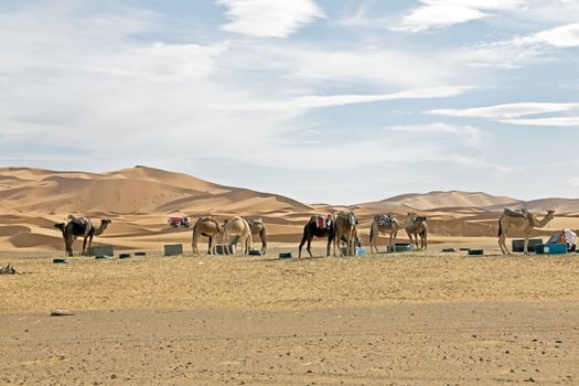 Camels in Sahara Desert at sunset