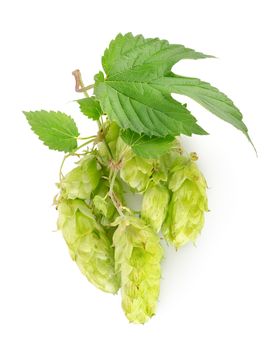 Branch of hops isolated on a white background