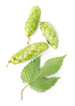 Hop and leaf isolated on a white background