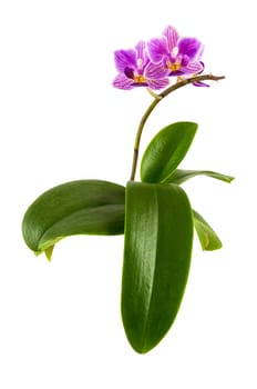 Violet orchid flower with leaves isolated on white background with clipping path