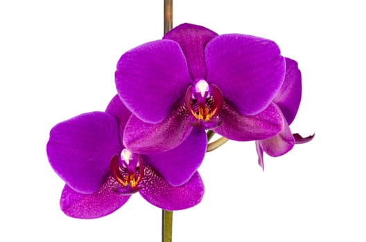 Violet orchid flower isolated on white background with clipping path