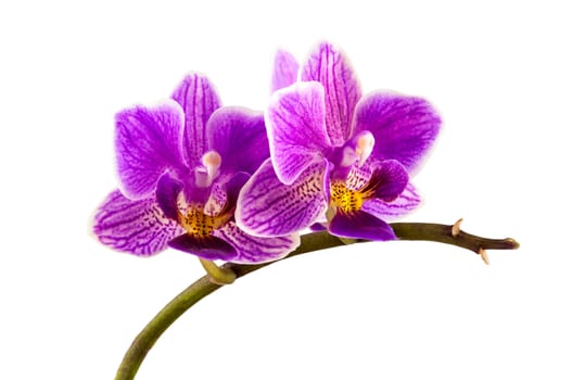 Violet streaked orchid flower isolated on white background with clipping path