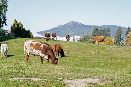 Longhorn Cattle grazing on the hillside near Kelowna