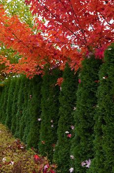 Cedar Hedge and Maple trees in the fall as they change colour