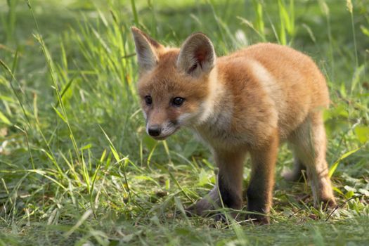 Young fox in the wild, in the clearing.