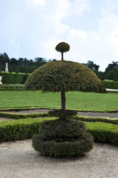 Fancy thuja, a smartly trimmed in the garden.