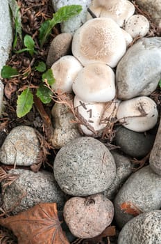 Wild Mushroom in a rock bed