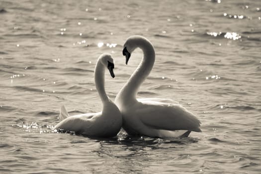 Two Swans monocrome