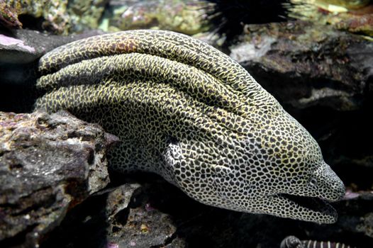 Close up shots of maine life in an aquarium