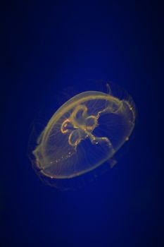 Close up shots of maine life in an aquarium