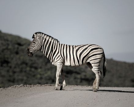 A photo of a zebra in its natural habitat