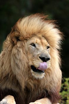 Huge male lion with big mane licking his lips with pink tongue