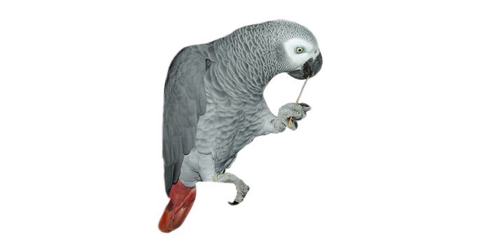  African Grey Parrot