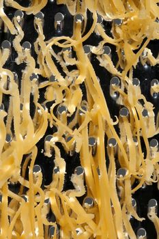 Close up of cheese grated on a stainless steel kitchen grater