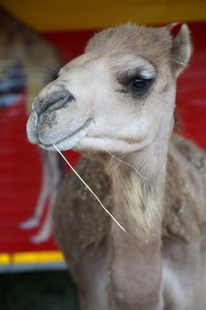 Camel with a stalk of grass in it's mouth and a smiling look