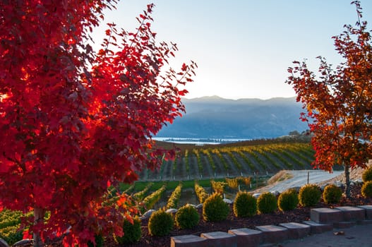 A fall view from Benson Vineyard at sunset