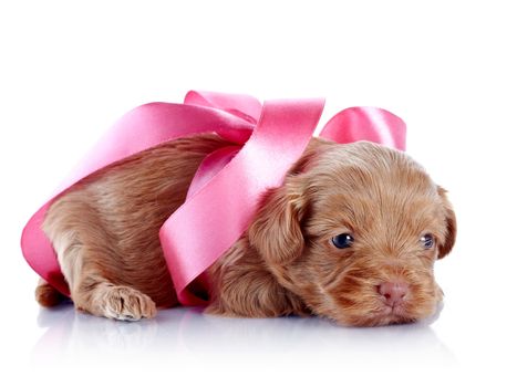 Puppy with a pink bow. Puppy of a decorative doggie. Decorative dog. Puppy of the Petersburg orchid on a white background