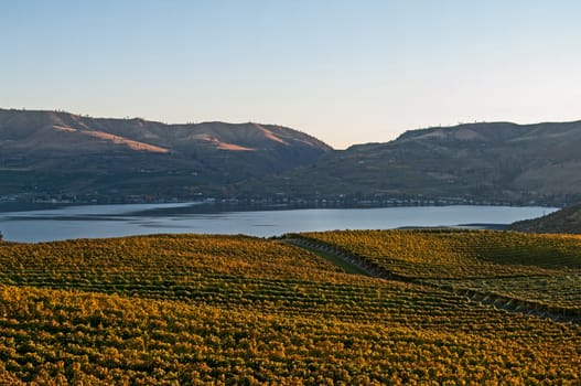 A view of the Benson vineyard at sunset