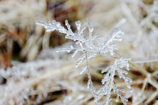 The frozen leaves in Zhangjiajie mountain on winter.