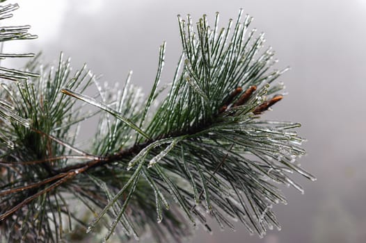 The frozen pine tree leaves in Zhangjiajie mountain on winter.