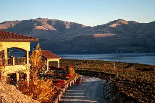 A view of the Benson vineyard at sunset