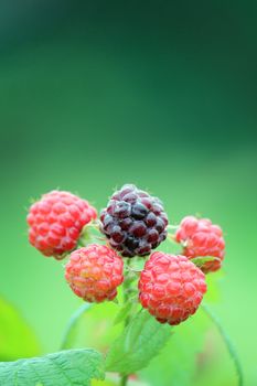 A closeup of a ripening black raspberry bush.