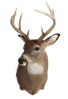 A mature whitetailed buck isolated on a white background.