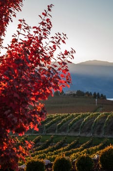 View from Benson Vineyard with the fall colours