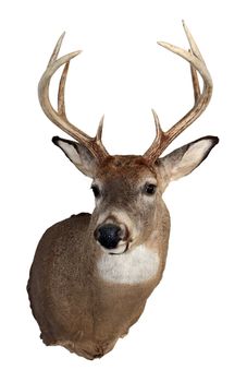 A mature whitetailed buck isolated on a white background.
