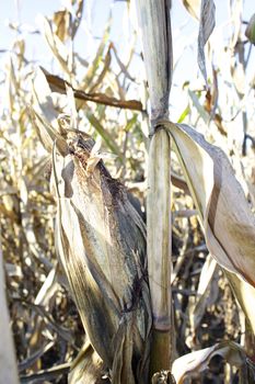 A closeup of a dry corn stalk