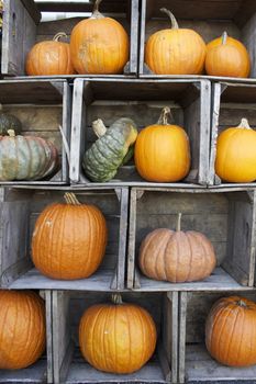 A display of fall pumpkins and gourds arranged in old farm crates.