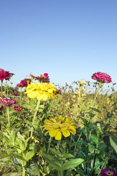 A field of brightly colored zinnias
