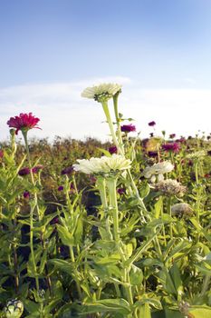 A field of brightly colored zinnias