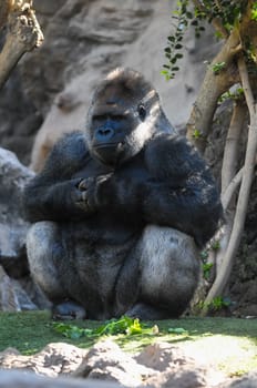 Strong Adult Black Gorilla on the Green Floor