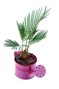 Little Houseplant Chrysalidocarpus Areca in Purple Watering Can isolated on white background