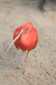 Rare Pink Parrot Bird with very Long Beak