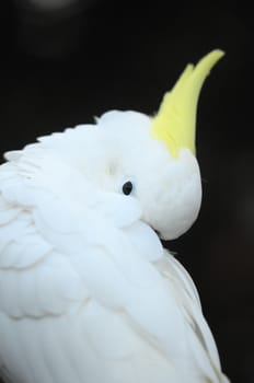 Colored Elegant Parrot Bird on a Blurred Background